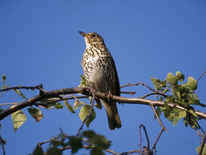 Image for Dawn Chorus – Meet the Band | Blog blog post