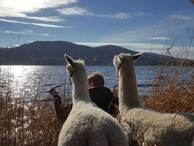 Image for A is for ALPACA blog post