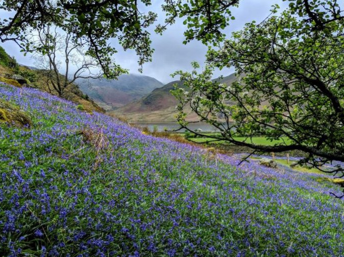 Image for The bluebells of Rannerdale Knott blog post
