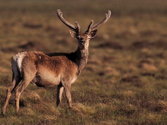 Image for Where to see red deer in the Lake District blog post
