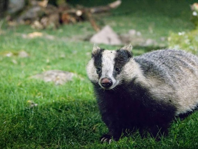 Image for Nights with badgers - by the RSPB blog post