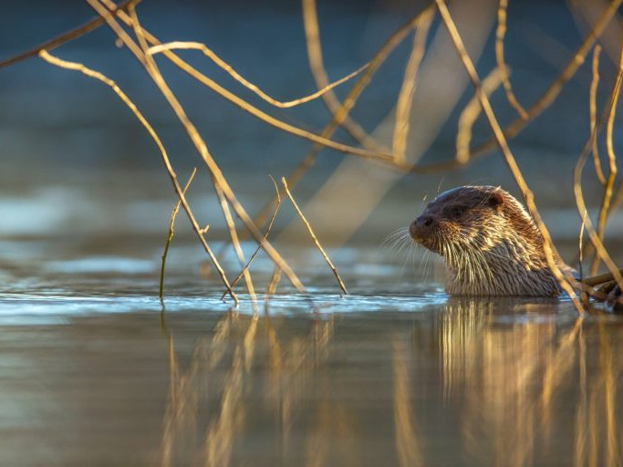 Image for Wildlife that walks on water blog post