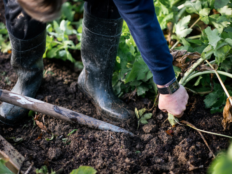 Image for From patch to plate blog post