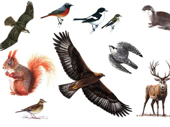 Image for Wildlife near Ullswater, a field guide blog post