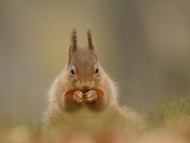 Image for Welcoming wildlife in spring blog post