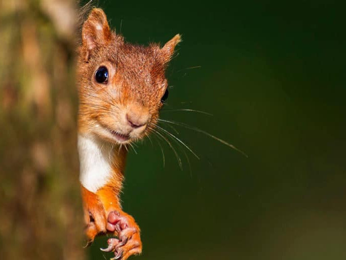 Image for Red resurgence blog post