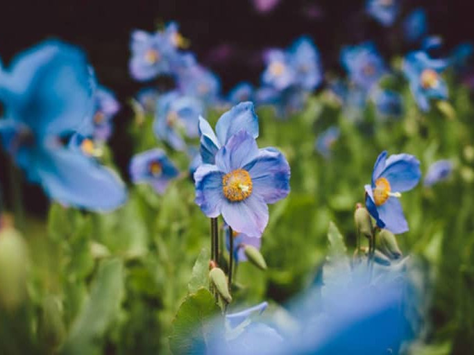 Image for Garden Days at Dalemain blog post