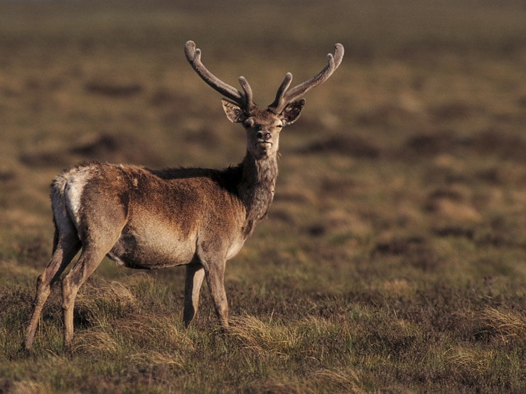 Image for Spotting Wildlife on Ullswater blog post