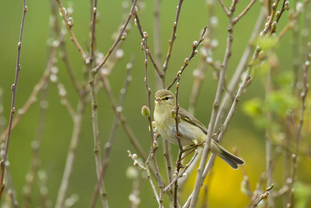 willow warbler