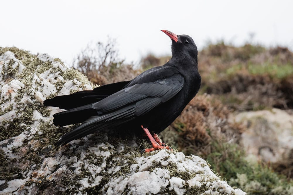 Chough - by David Dinsley