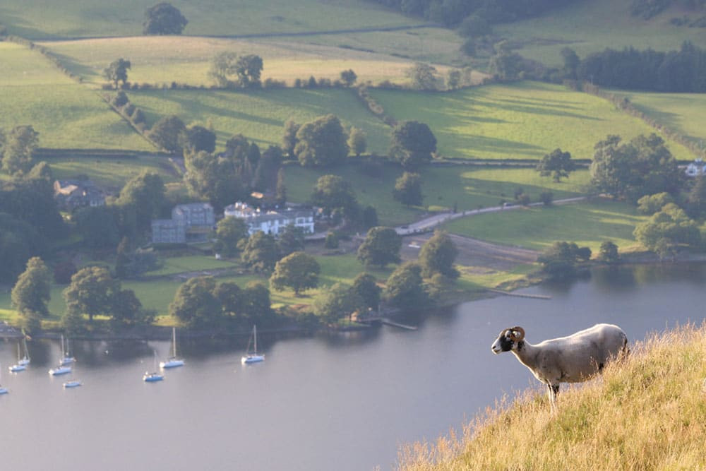 sheep on Arthurs pike overlooking the hotel 