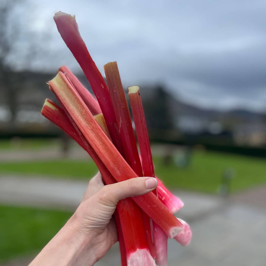 Image of Rhubarb