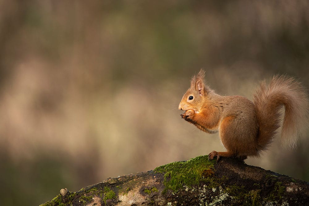 red squirrel eating