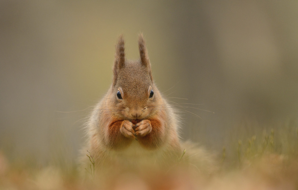 Red squirrel eating