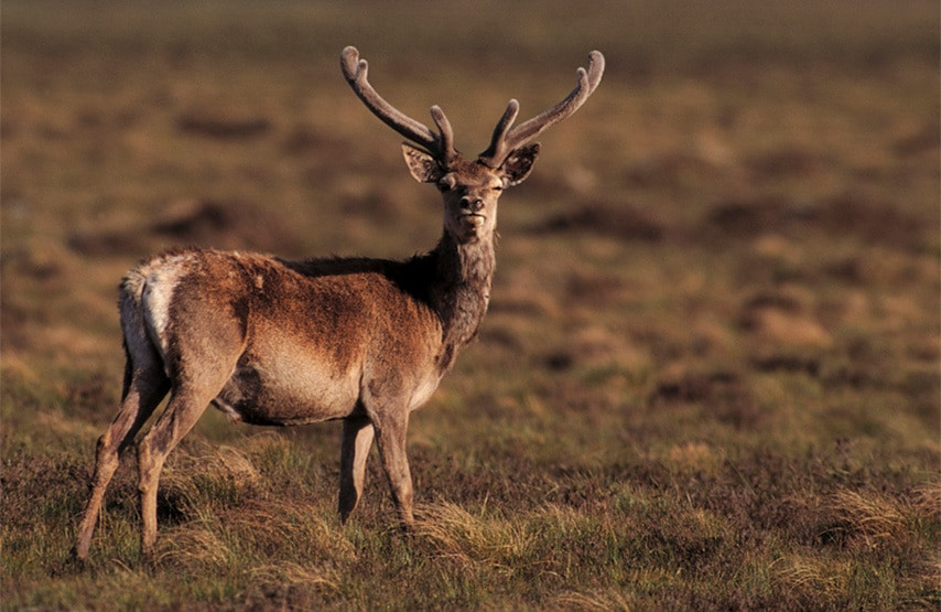 Red deer