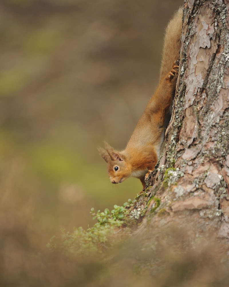 Red squirrel