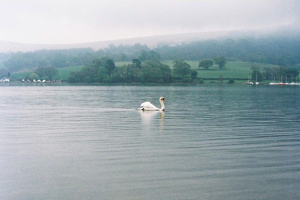 swan lake