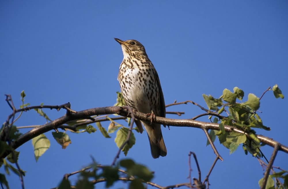 song thrush 