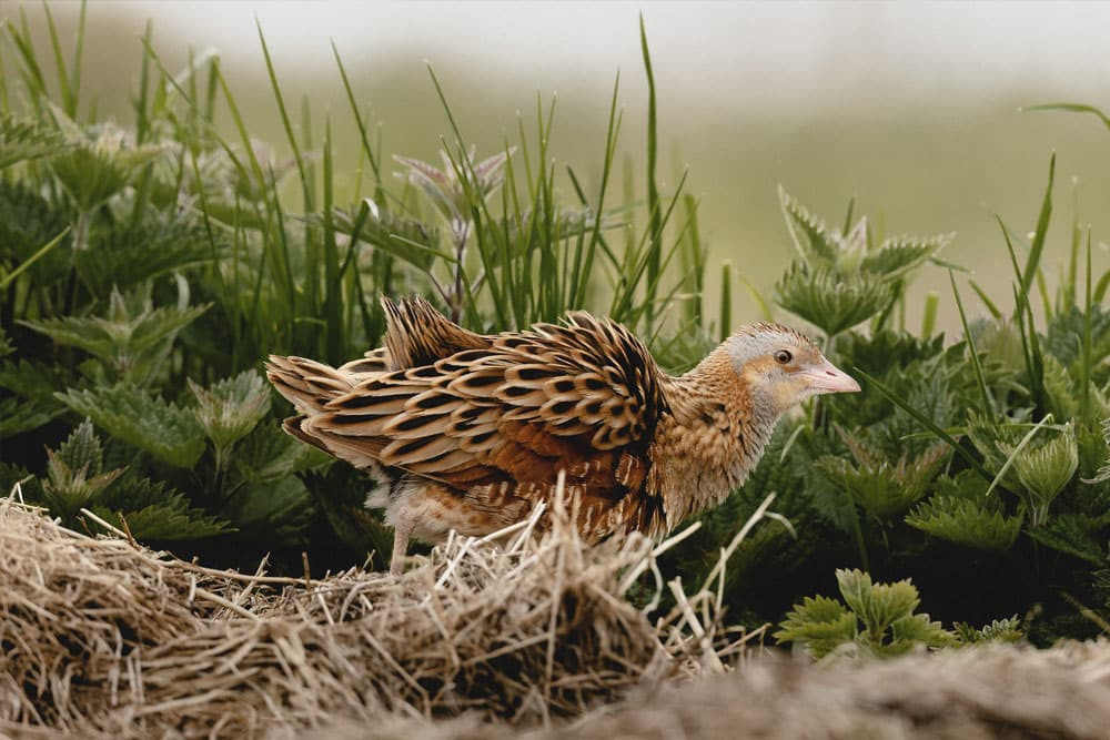 Corncrake by David Dinsley