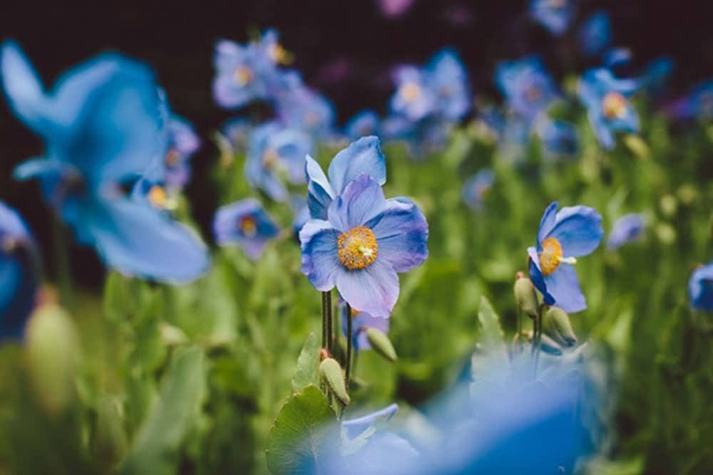 Blue poppies in the garden at Dalemain