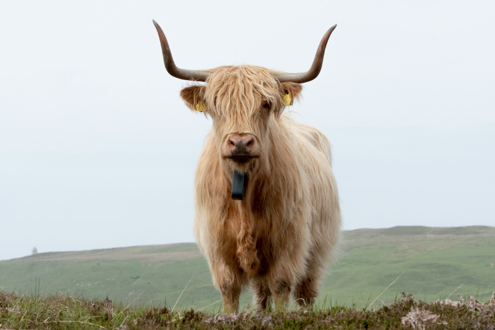 Highland cow
