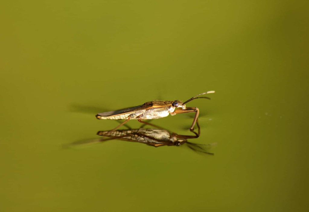 Pond skater