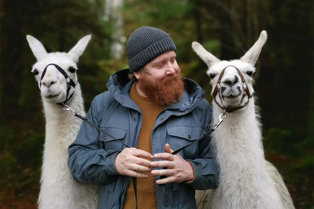 Alpacas at whinlatter