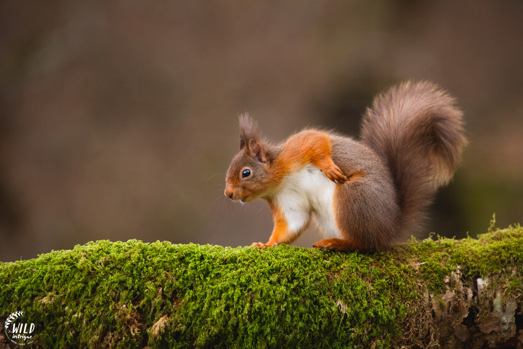 Red squirrel