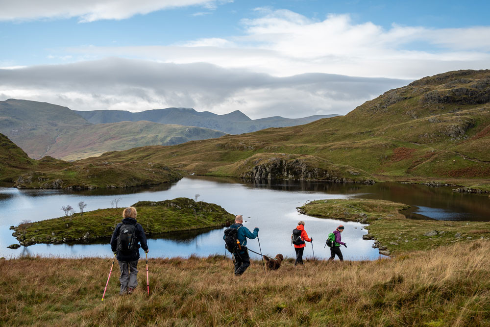 Deer rutting guided walks