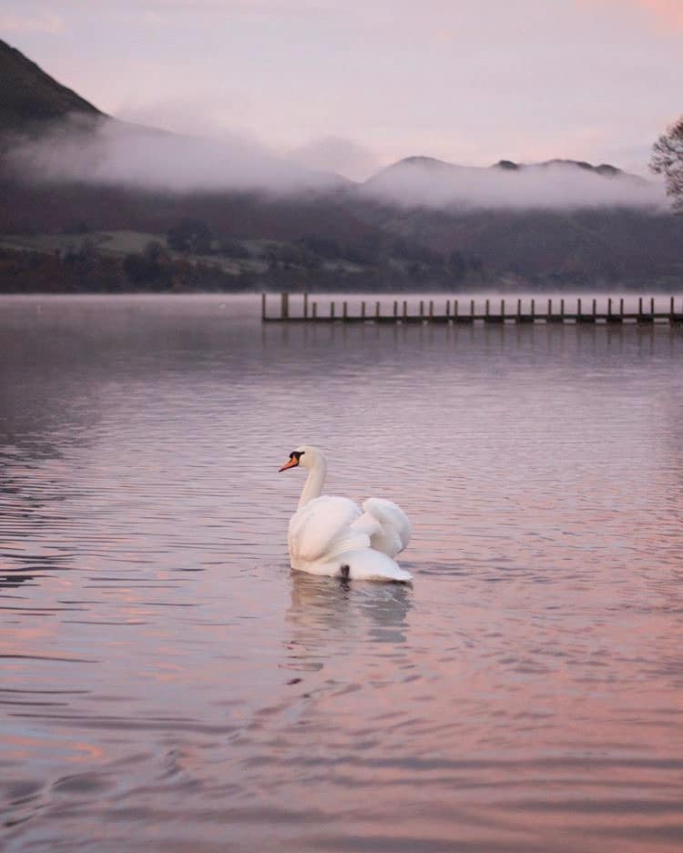swan ullswater