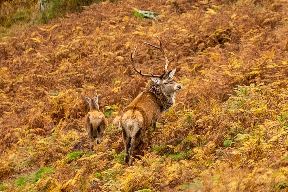 Deer rutting lake district