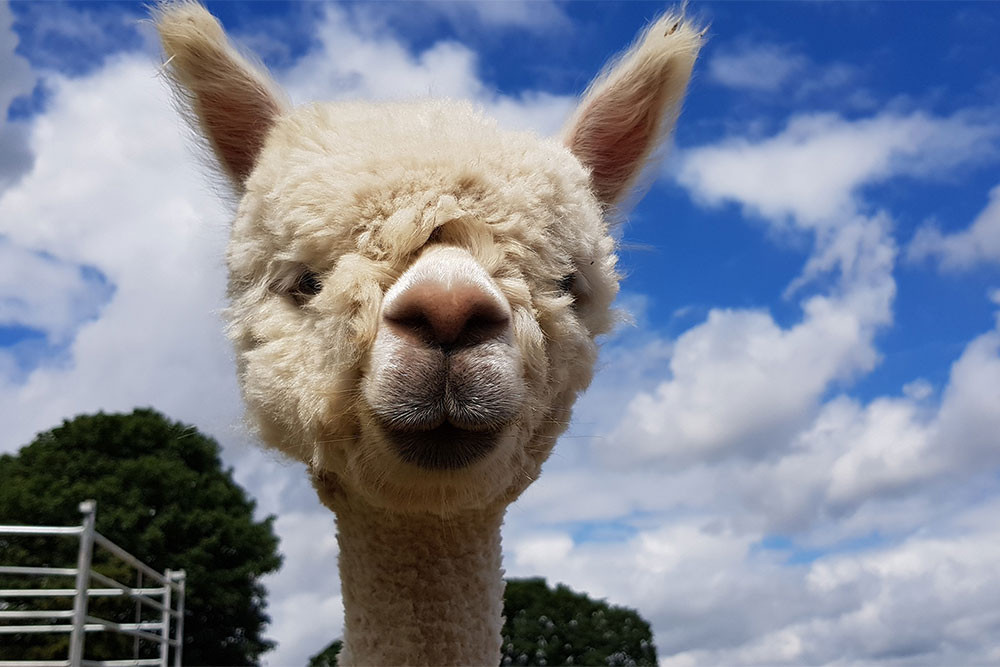 Alpaca