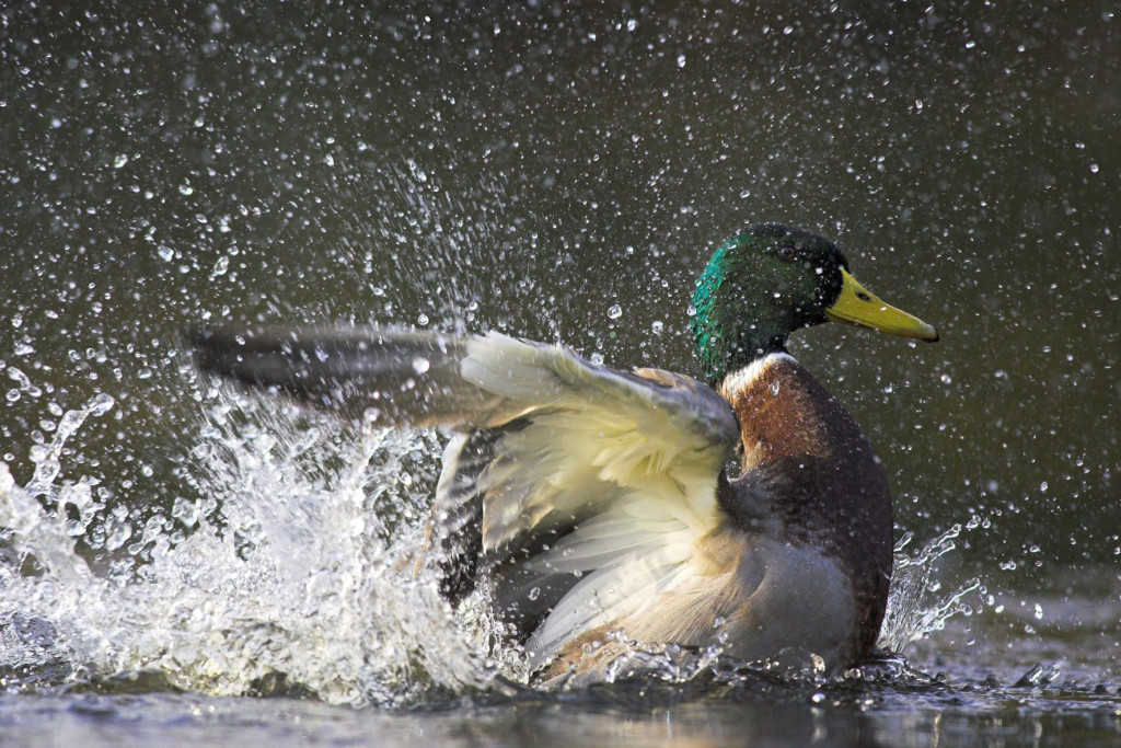 mallard drake