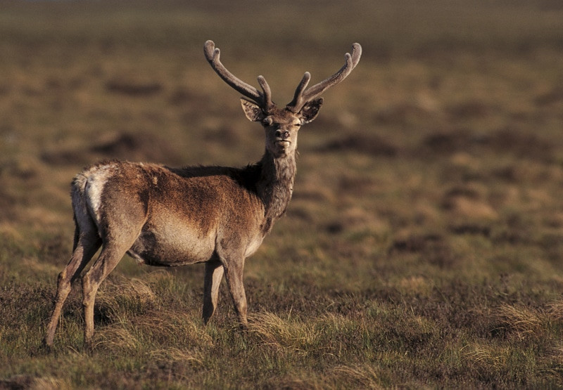 Red Deer