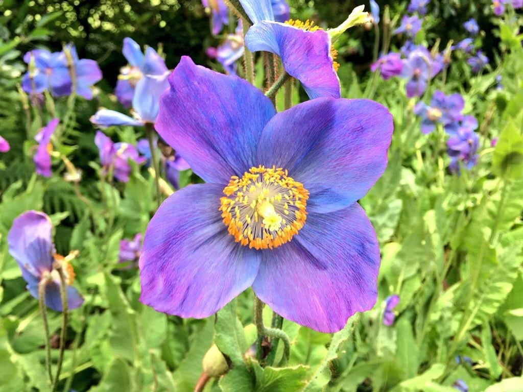 Blue himalayan poppies