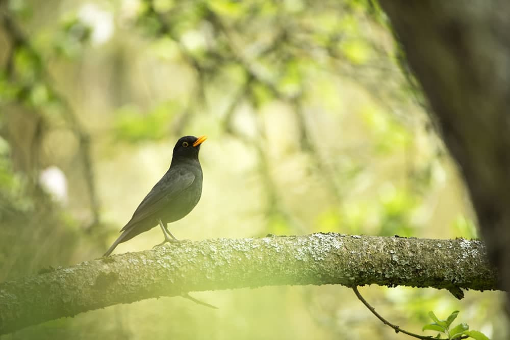 blackbird Lake District