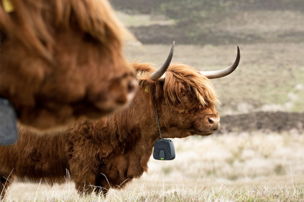 Highland coo by David Dinsley