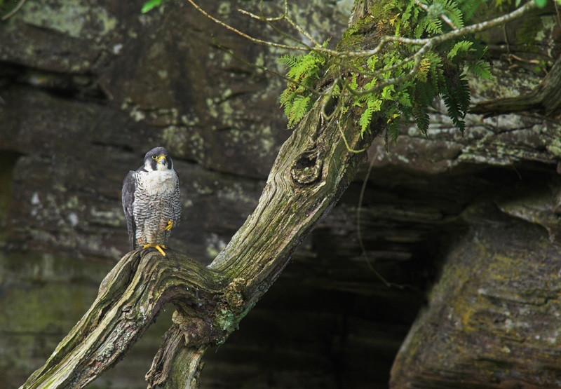 Peregrine Falcon