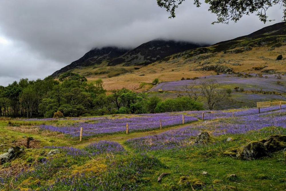 bluebells in the Lake District 