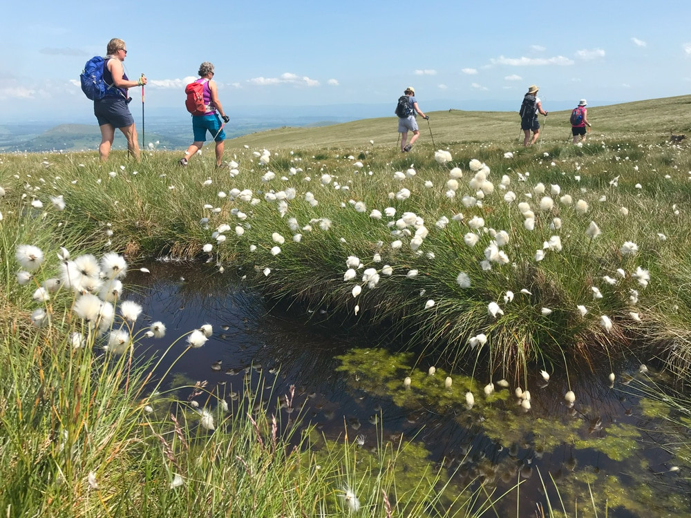 image of walker in a field 