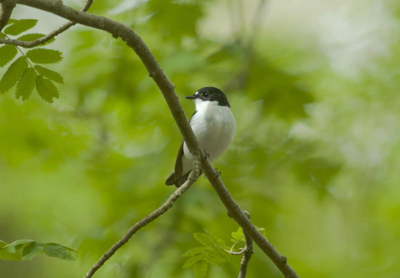 Pied Flycatcher