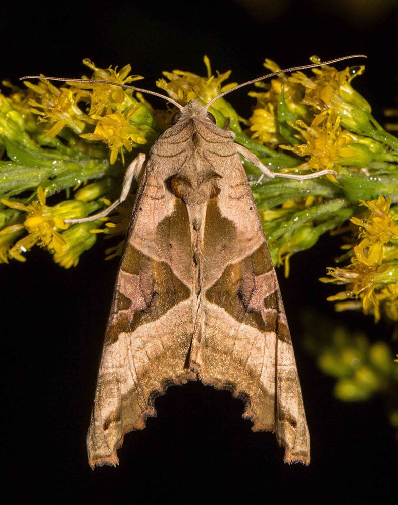 Angleshades phlogohora