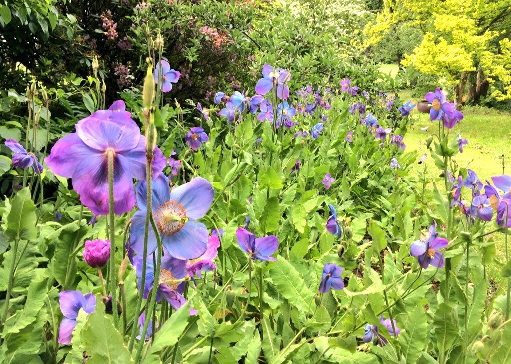 blur Himalayan poppies