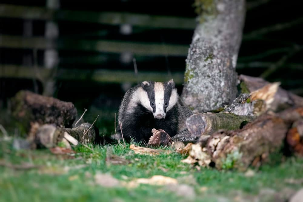 rspb Haweswater badger hide 