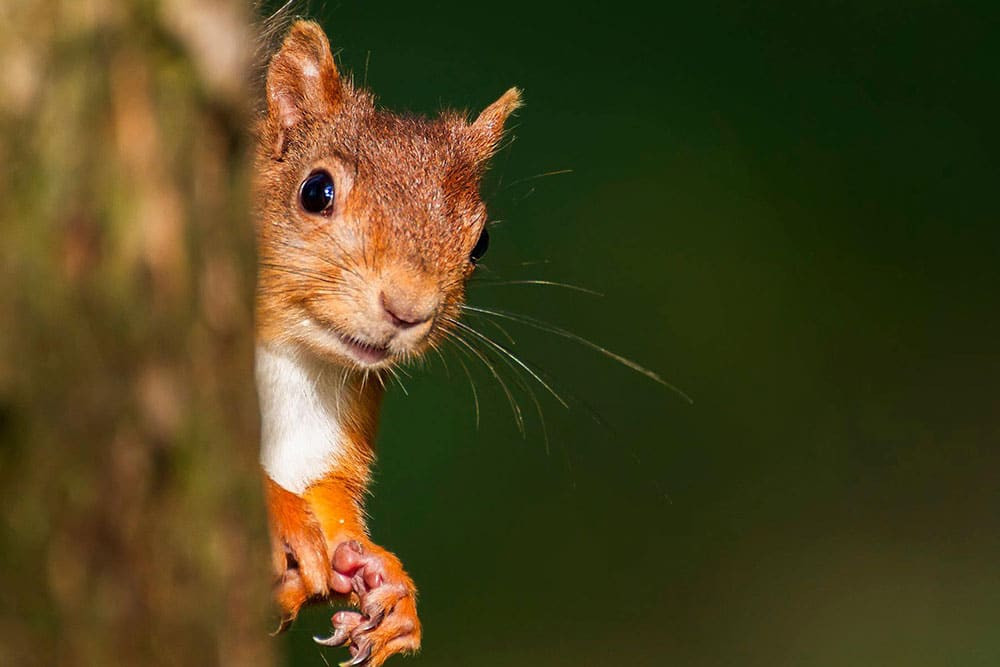 Haweswater red squirrel Patrick Neaves