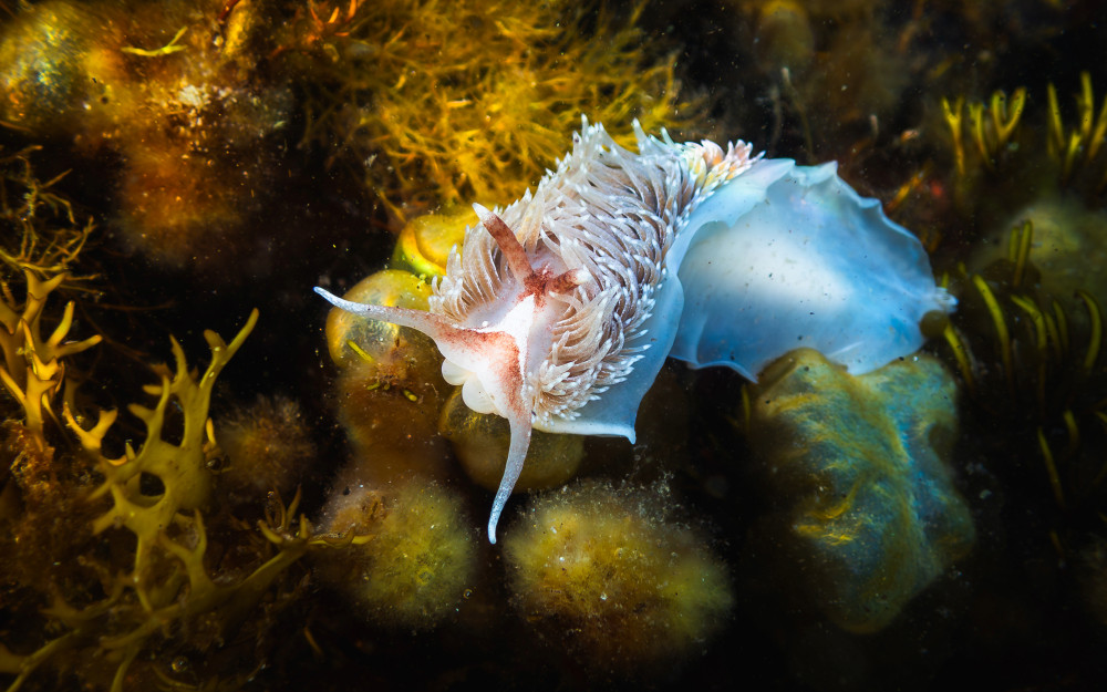 Sea slug