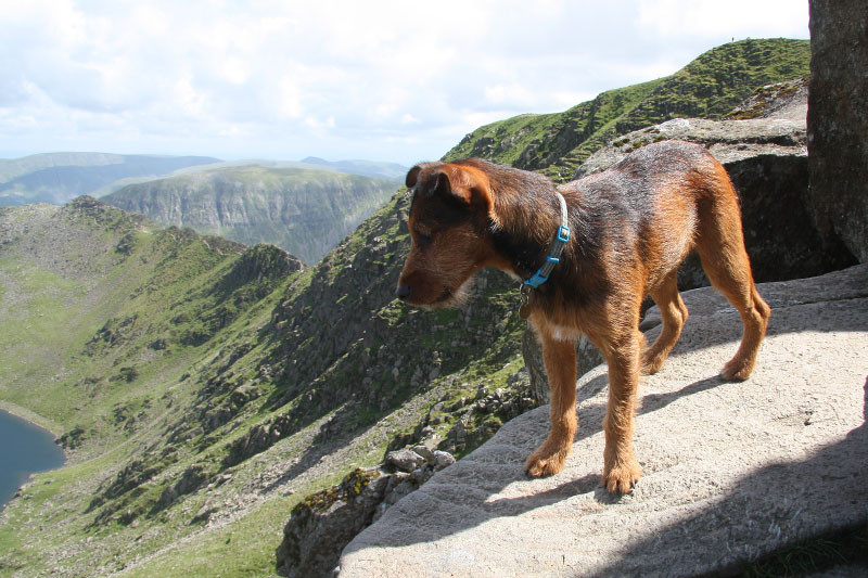 will on top of Helevellyn as a pup