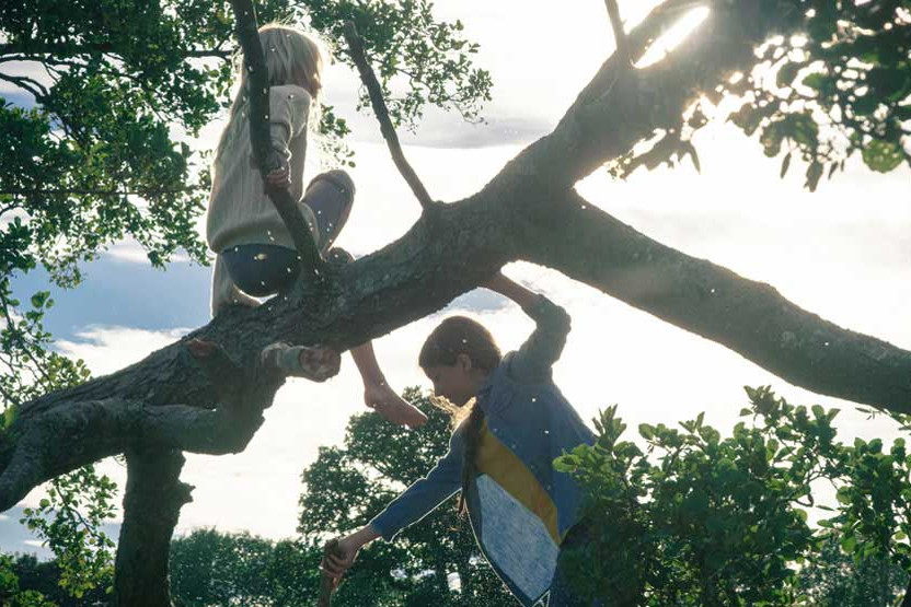 Children climbing trees