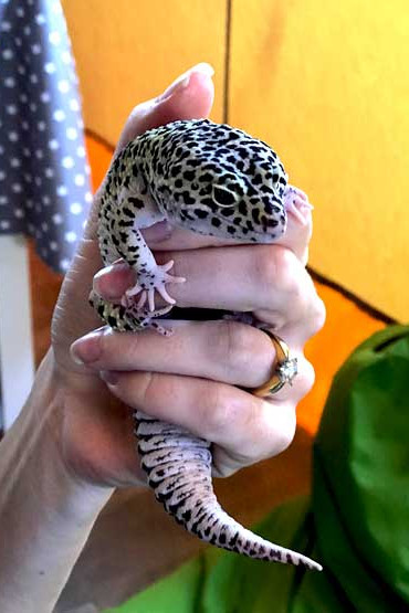 Claire's Cool Creatures