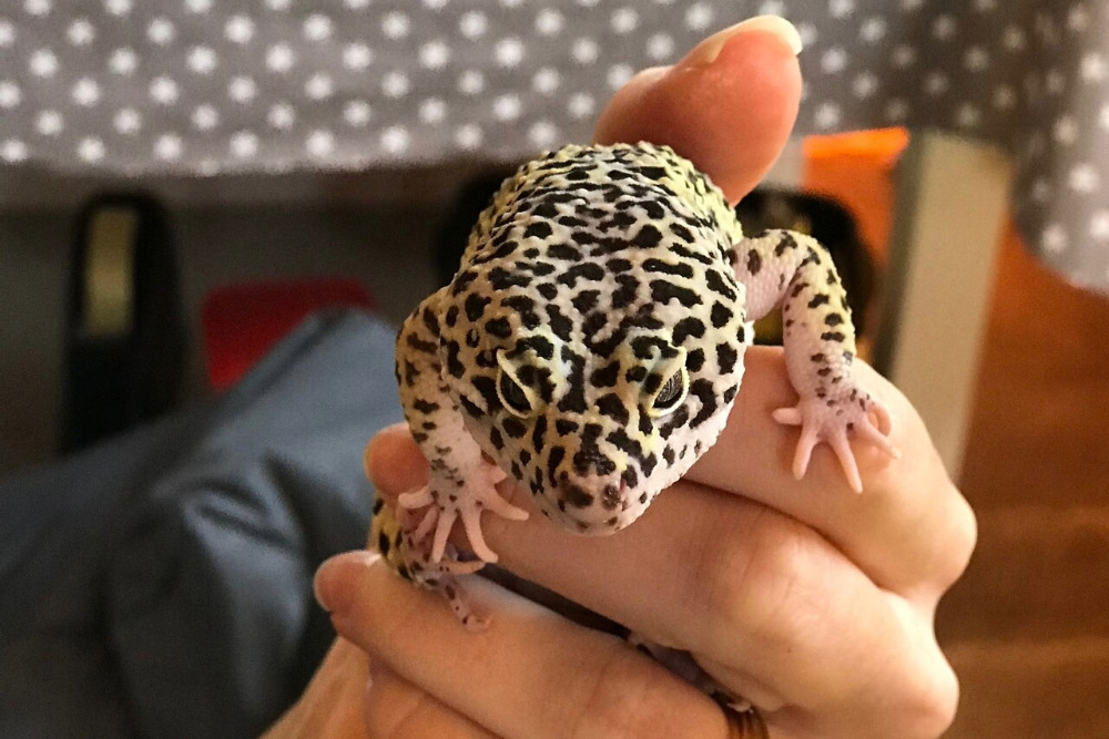 Claire's Cool Creatures